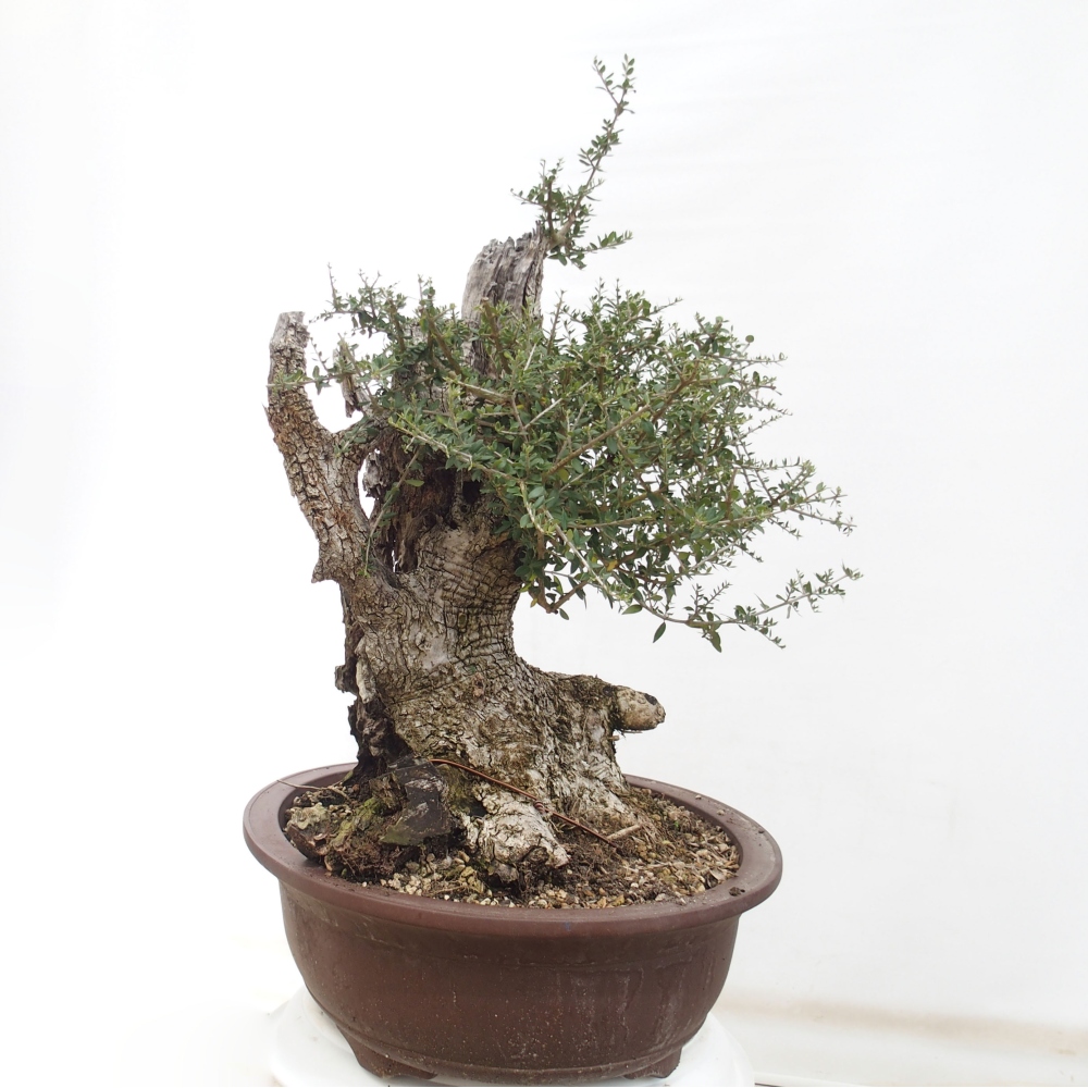 Indoor-Bonsai - Olea europaea sylvestris - Europäisches kleinblättriges Olivenöl