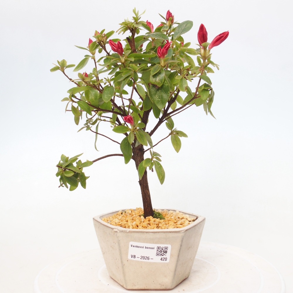 Bonsai für draußen - Japanische Azalee - Azalea sp.