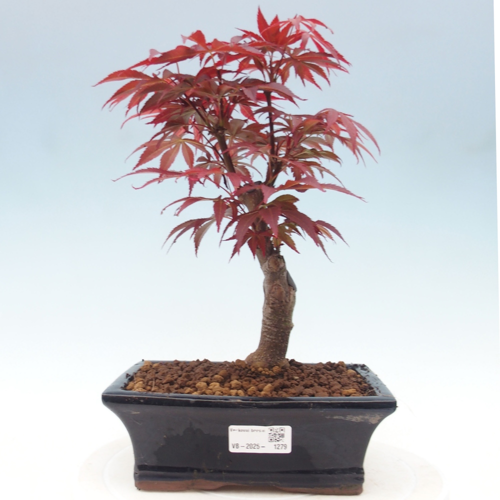 Bonsai im Freien - Acer-Palme. Atropurpureum-Palmenblatt-Ahorn