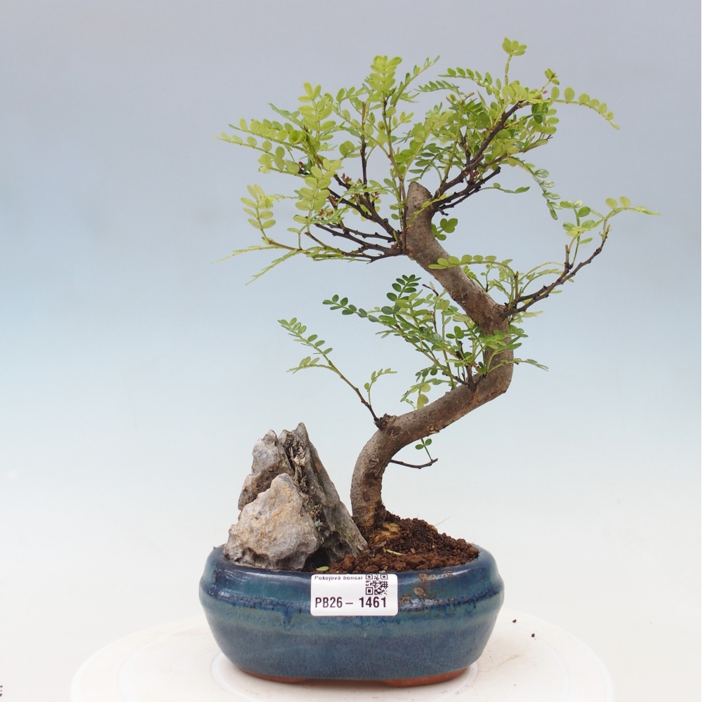 Zimmer Bonsai - Zantoxylum piperitum - Pfefferbaum