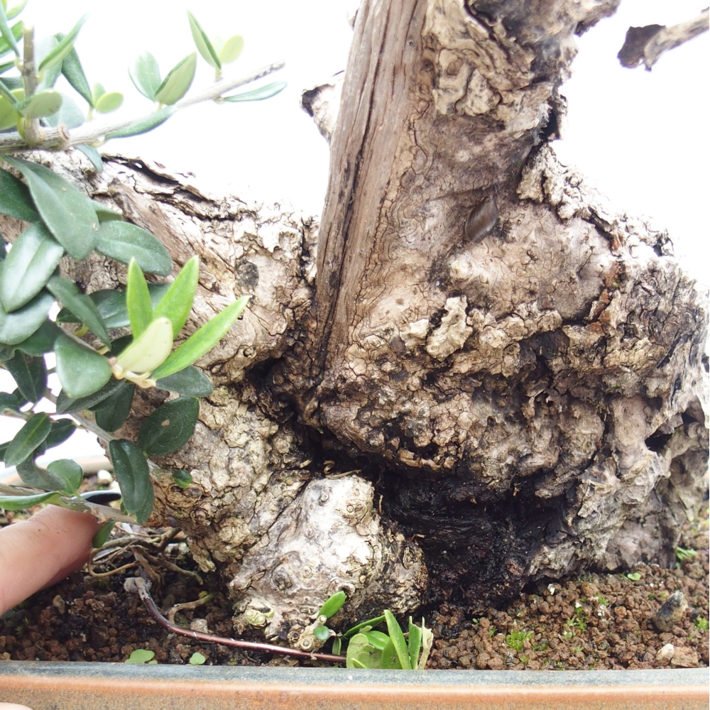 Indoor-Bonsai - Olea europaea sylvestris - Europäisches kleinblättriges Olivenöl
