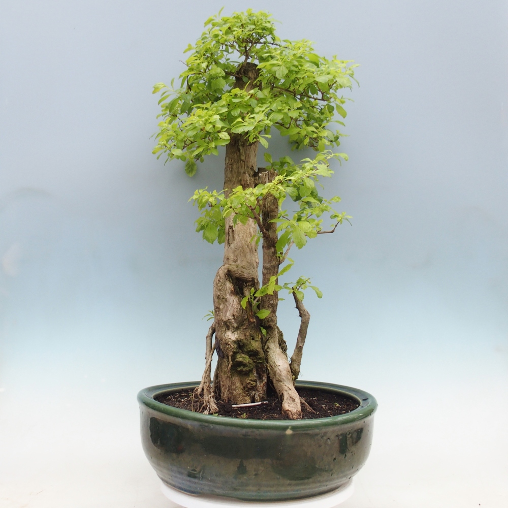 Zimmerbonsai - Duranta erecta Aurea - NUR PERSÖNLICHE ABHOLUNG oder Palettentransport