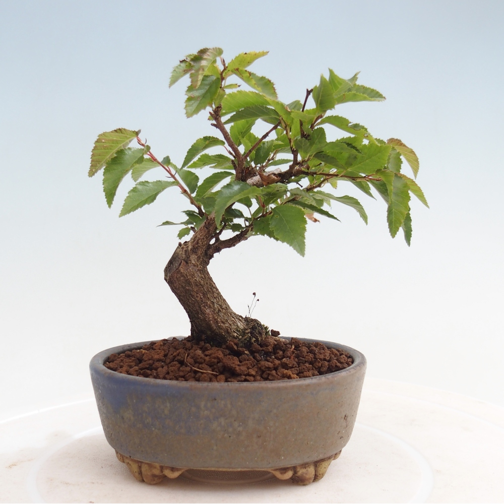 Outdoor-Bonsai -Carpinus CARPINOIDES - Koreanisch Hainbuche
