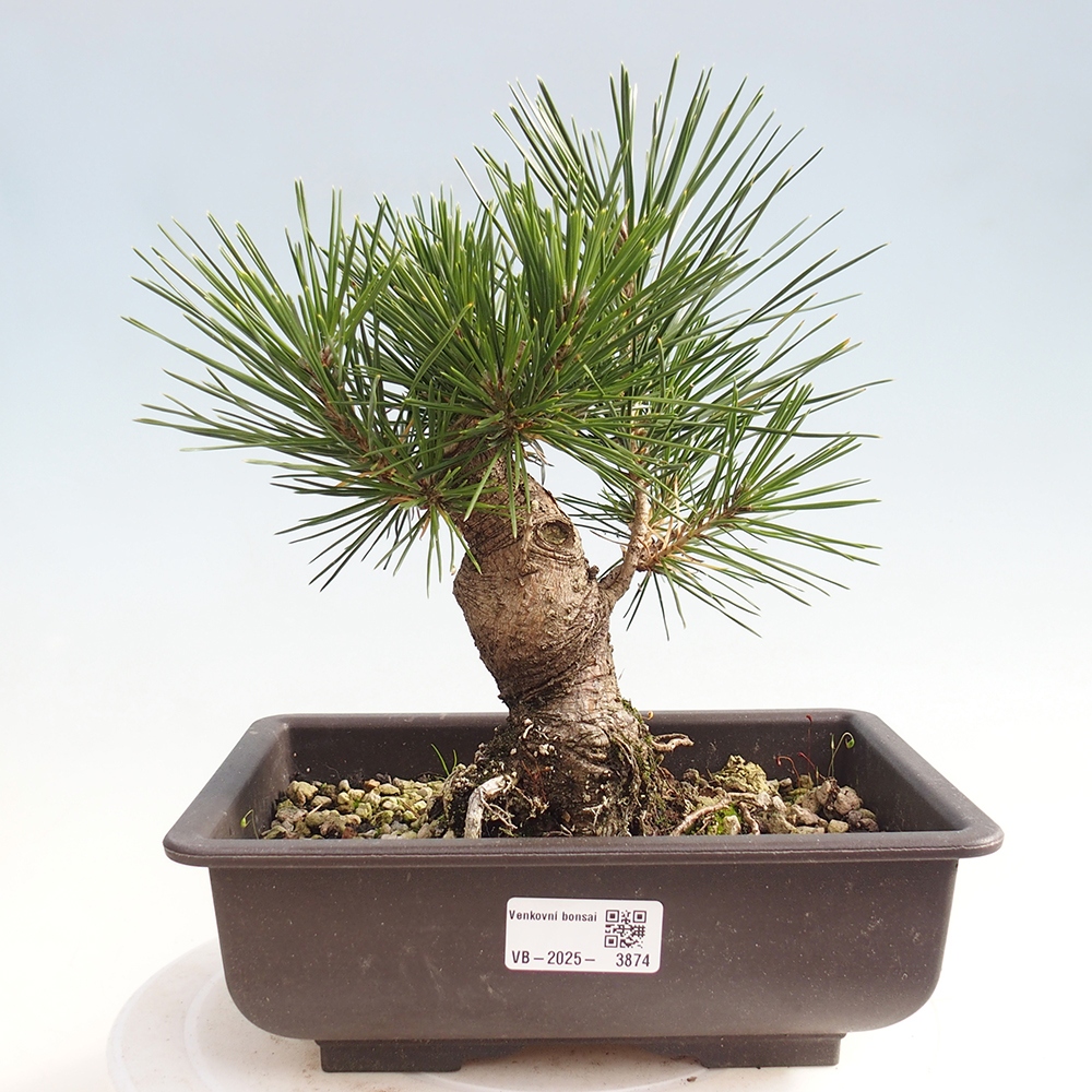 Bonsai für draußen - Pinus thunbergii - Thunberg-Kiefer