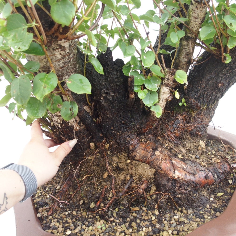 Bonsai im Freien - Mahalebka - Prunus mahaleb