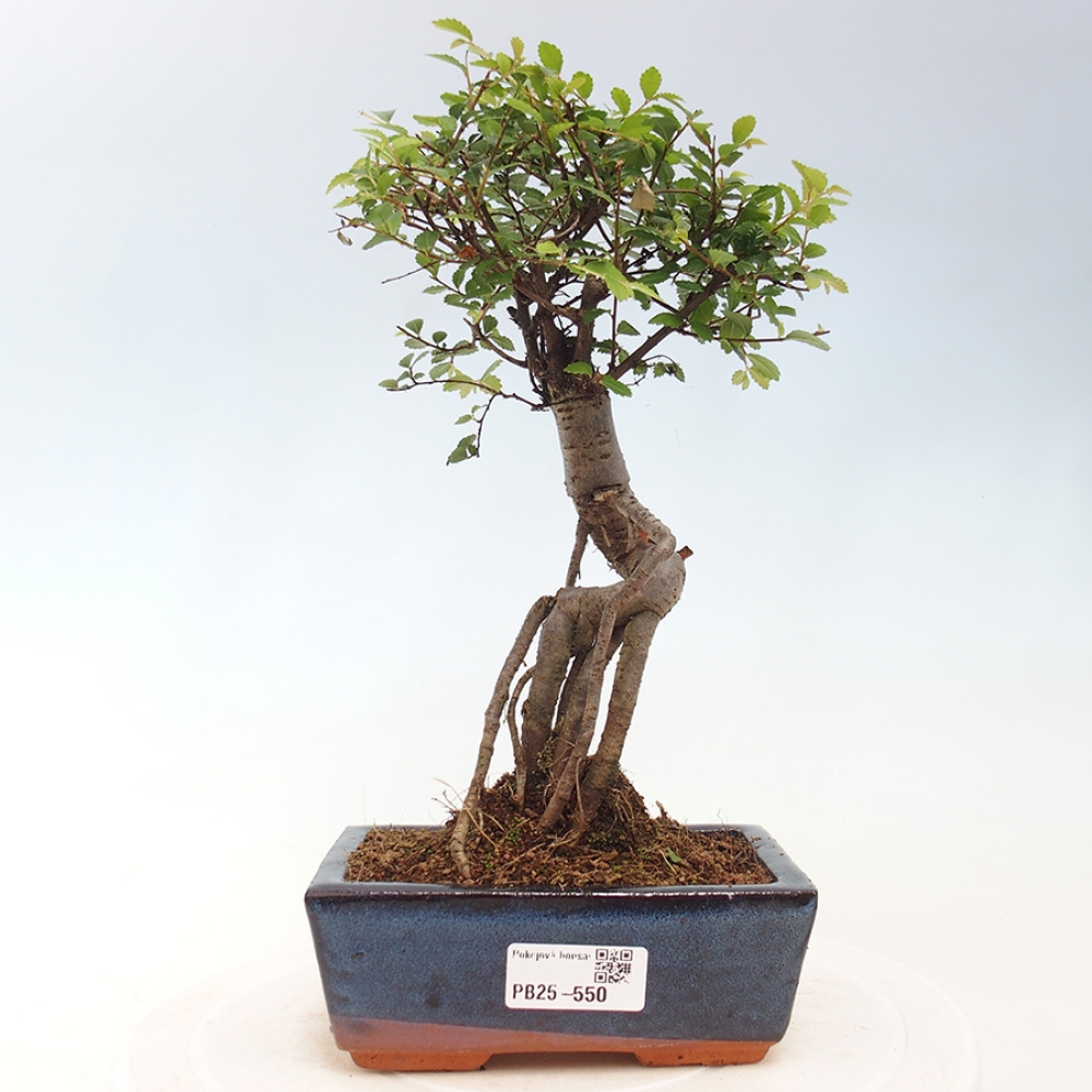 Zimmerbonsai - Ulmus parvifolia - Kleinblättrige Ulme