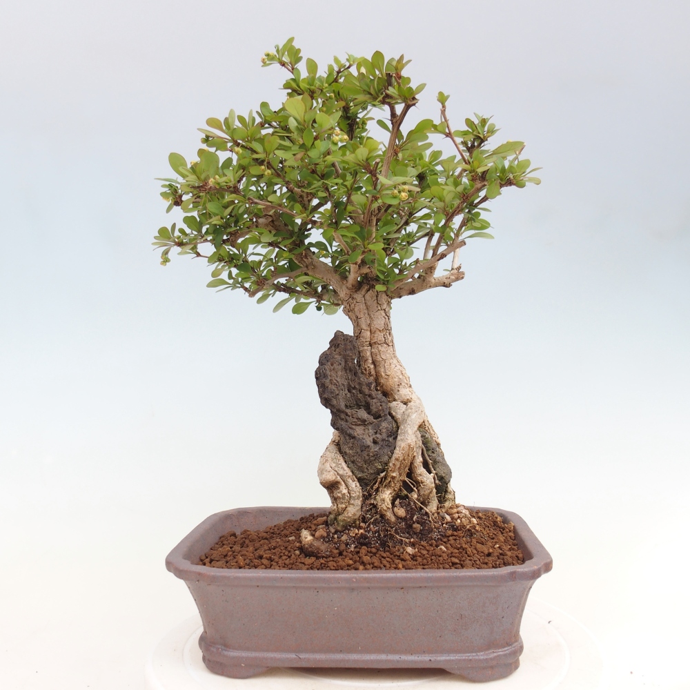 Bonsai für draußen - Berberis coreana