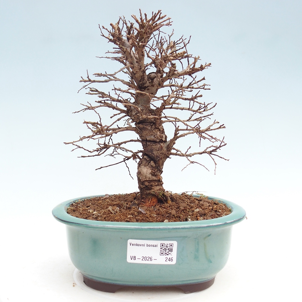 Bonsai für draußen - Zelkova - Zelkova NIRE