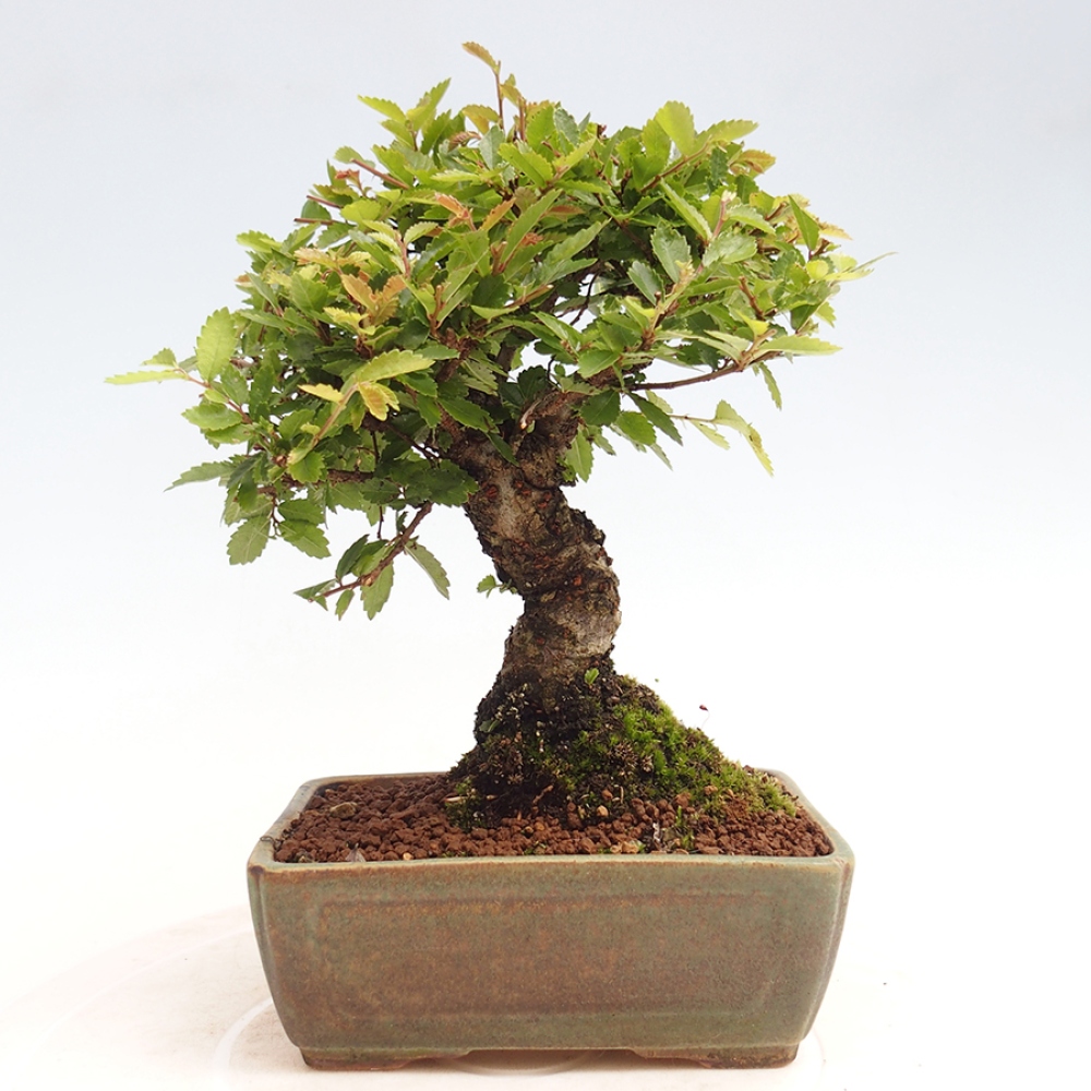 Bonsai im Freien - Zelkova - Zelkova NIRE