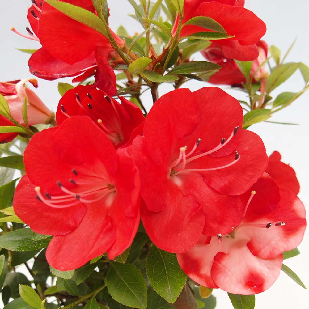 Bonsai im Freien - Japanische Azalee - Azalea Benibeni