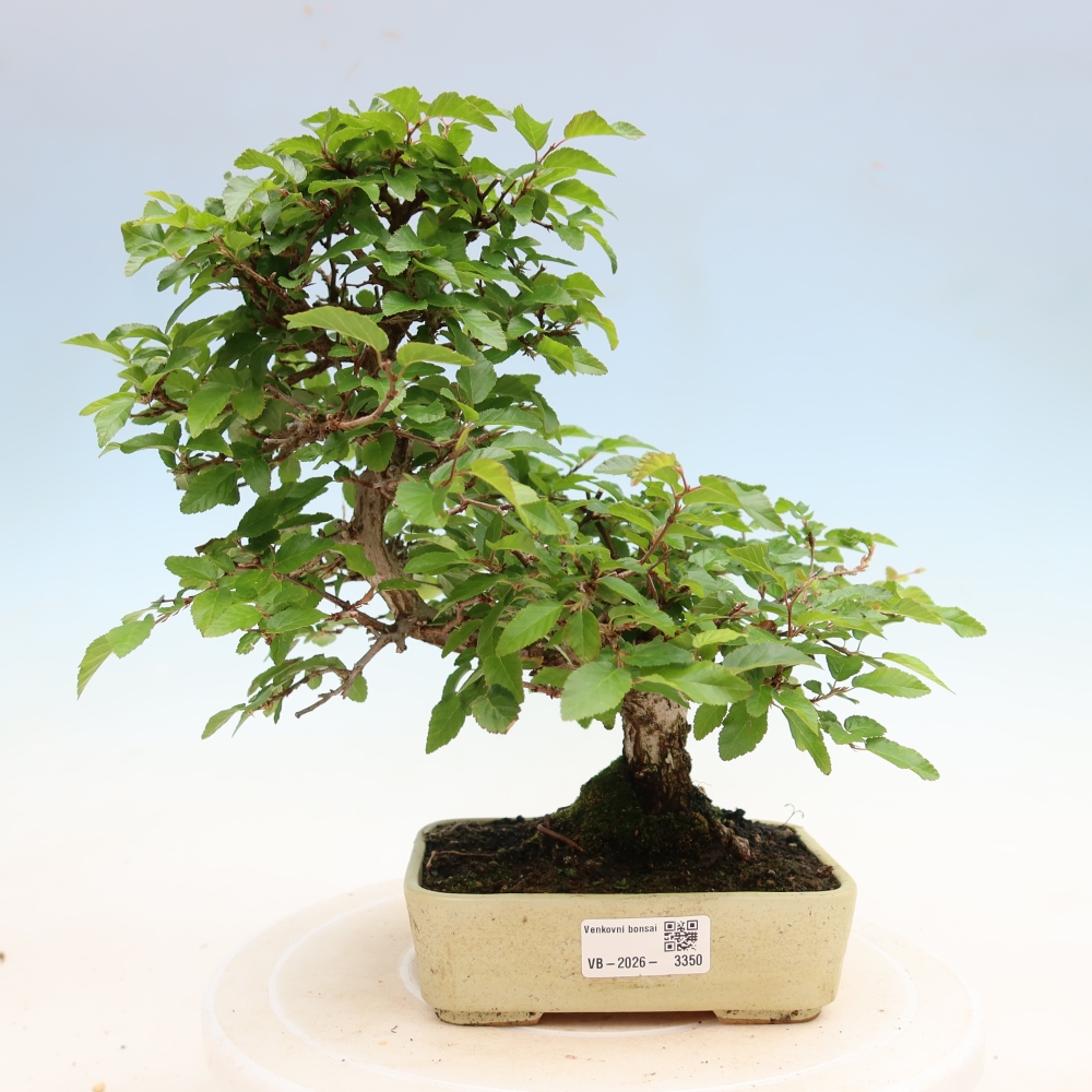 Bonsai für draußen - Karpinus Coreana - Koreanische Hainbuche