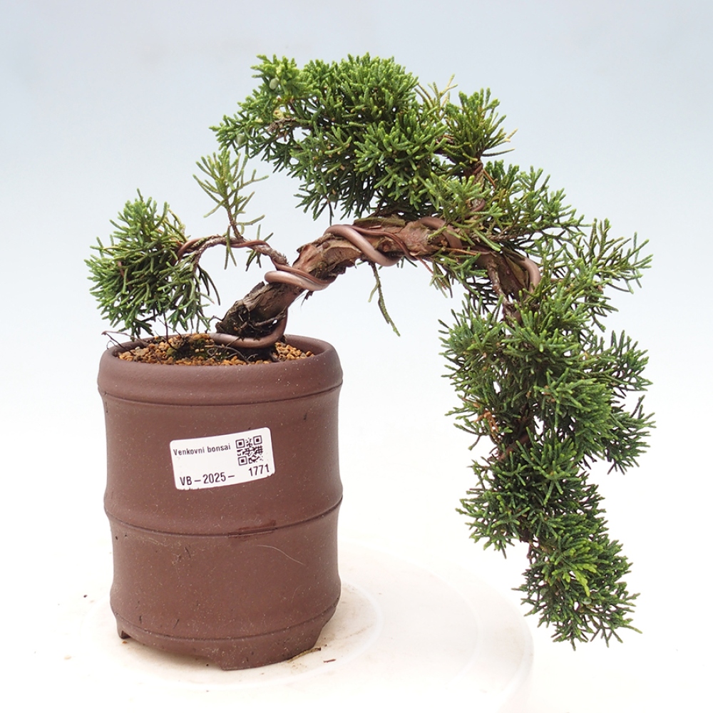 Bonsai im Freien - Juniperus chinensis Kishu - Chinesischer Wacholder
