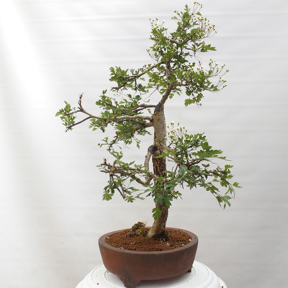 Bonsai im Freien - Weißdorn - Crataegus monogyna