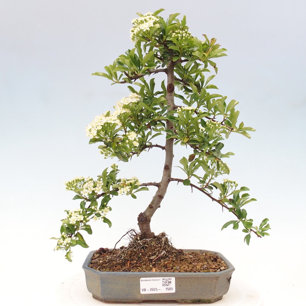 Outdoor Bonsai-Pyracanta Teton -Bäckerei
