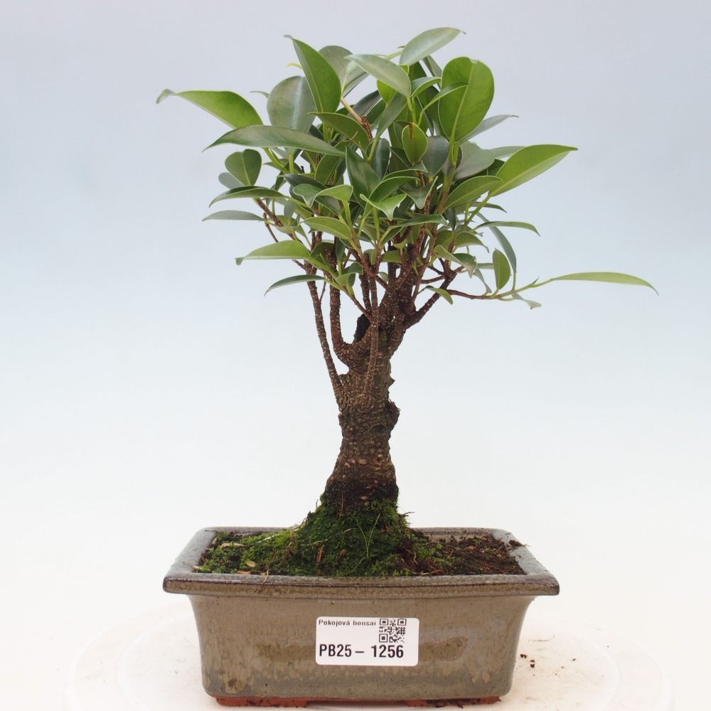 Zimmerbonsai - Ficus retusa - kleinblättriger Ficus
