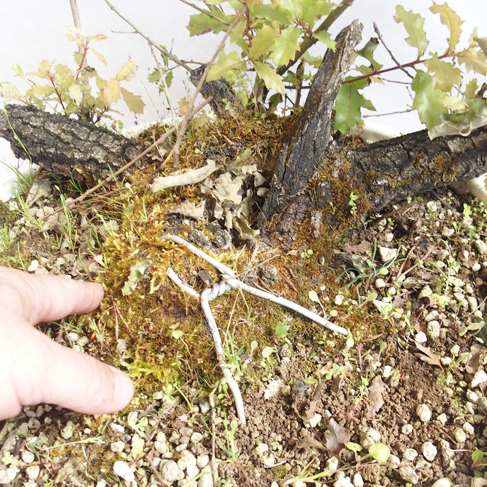 Freilandbonsai Quercus Cerris - Eiche Cer