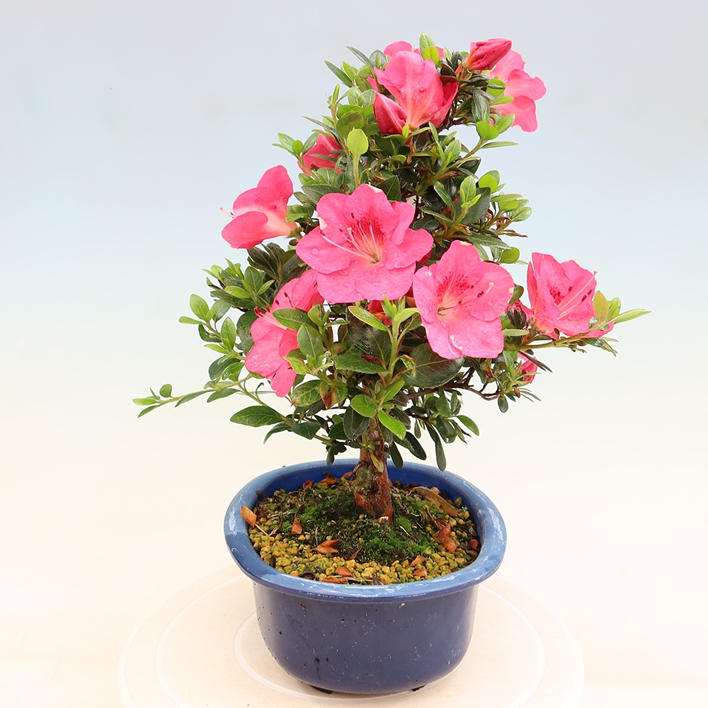 Bonsai für draußen - Japanische Azalee - Azalea Kobai