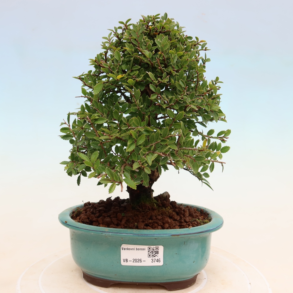 Bonsai für draußen - Zelkova - Zelkova NIRE