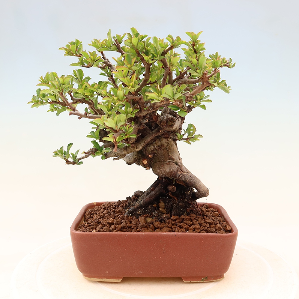 Bonsai für draußen - Chaneomeles speciosa Chojubai