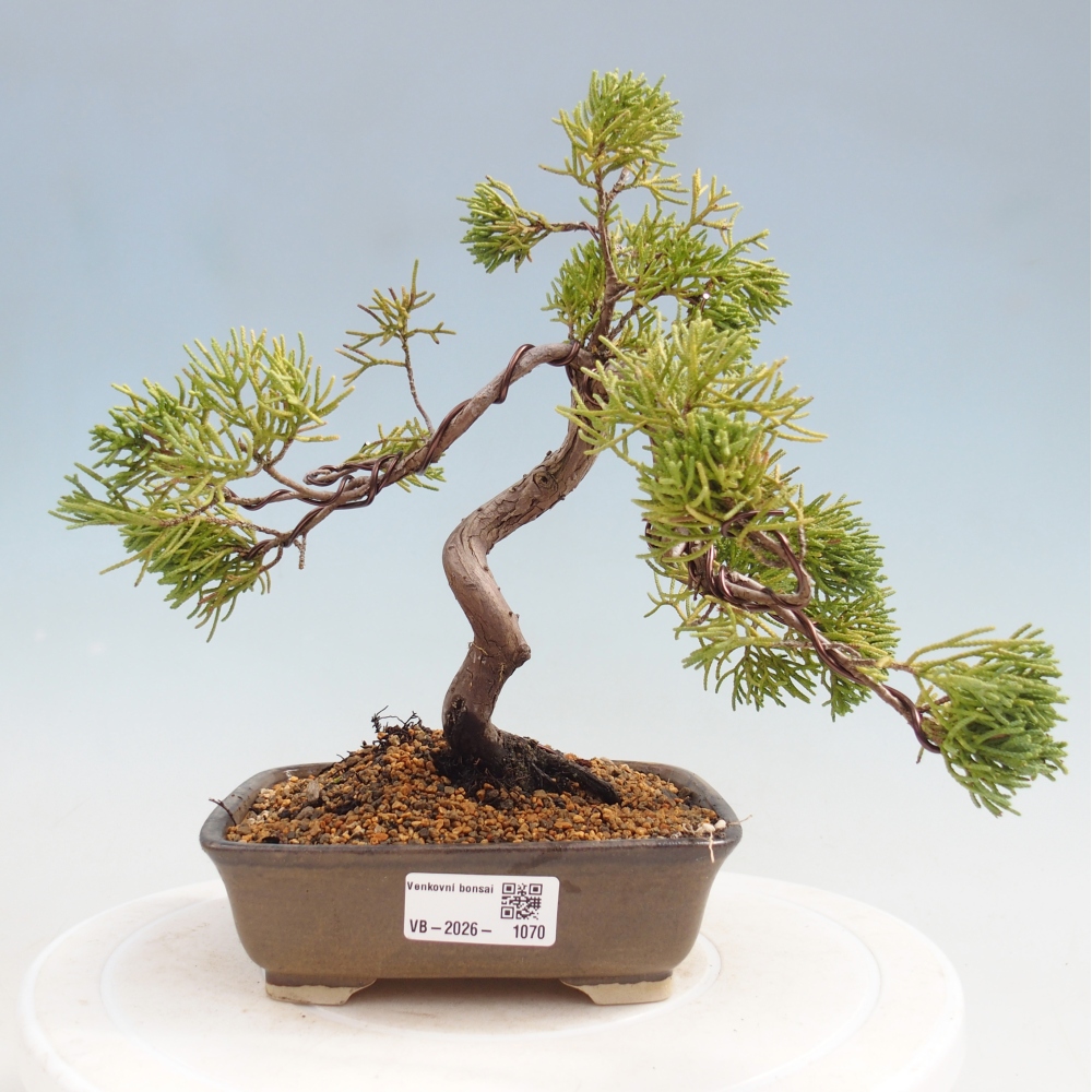 Bonsai für draußen - Juniperus chinensis Kishu