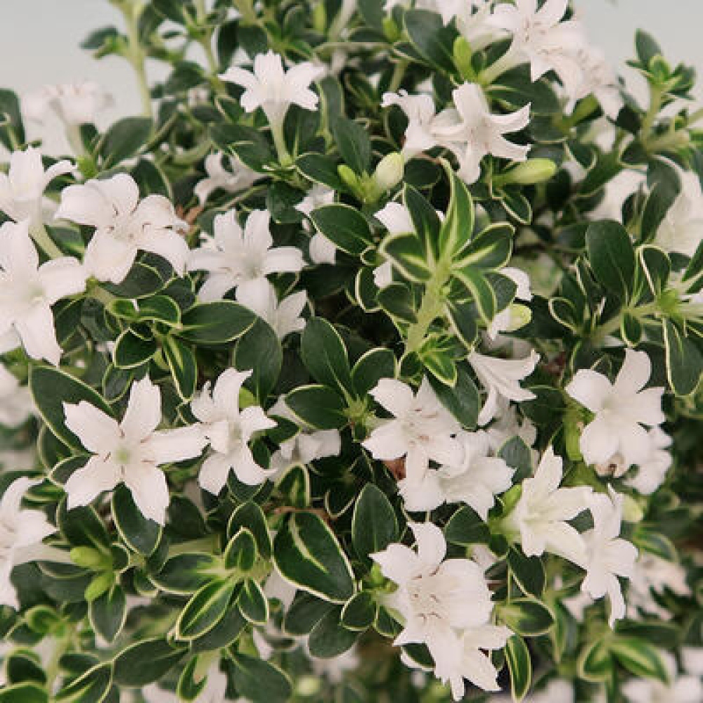 Zimmerbonsai - Serissa foetida Variegata - Baum der Tausend Sterne