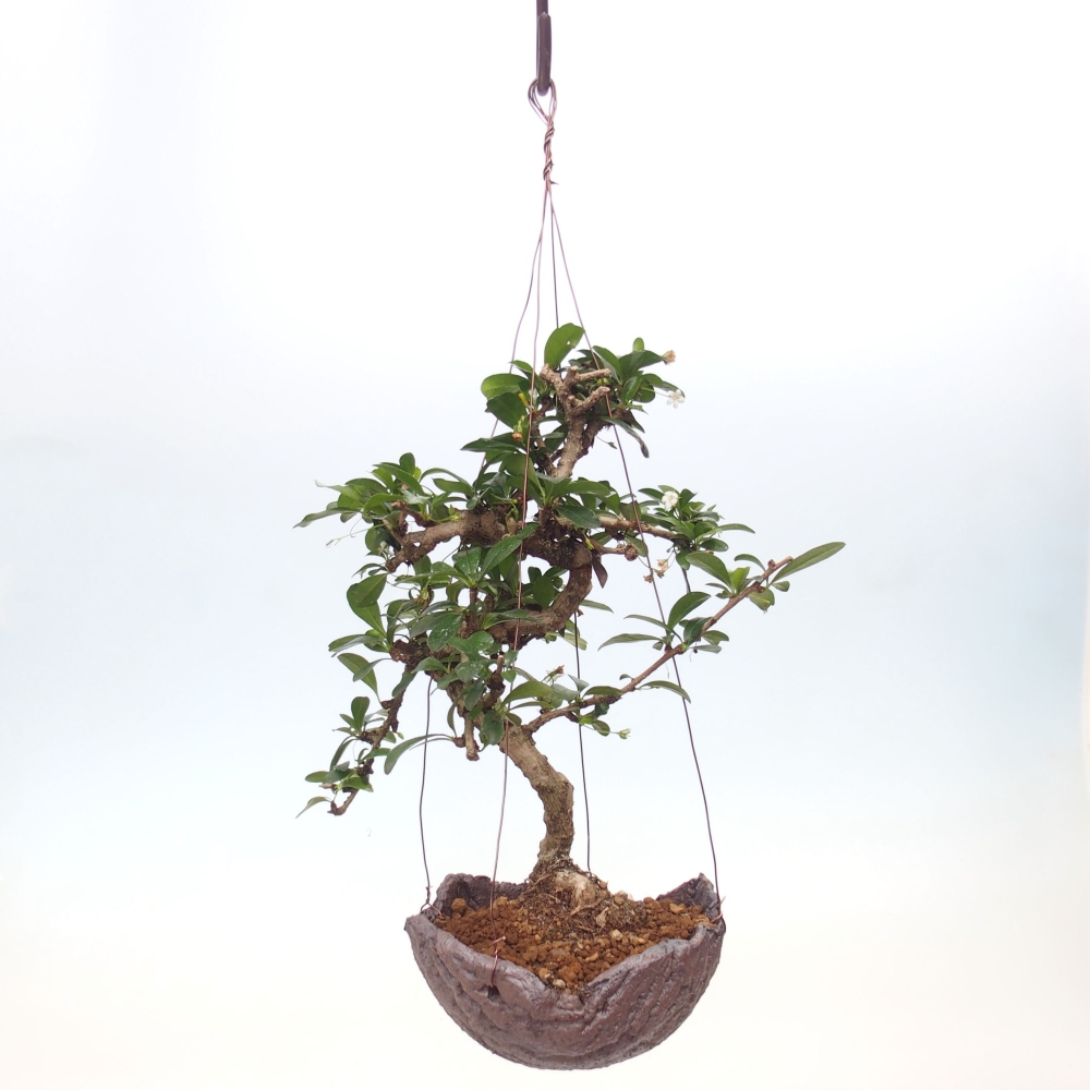 Kokedama in Keramik - Tee-Fuki - Carmona macrophylla