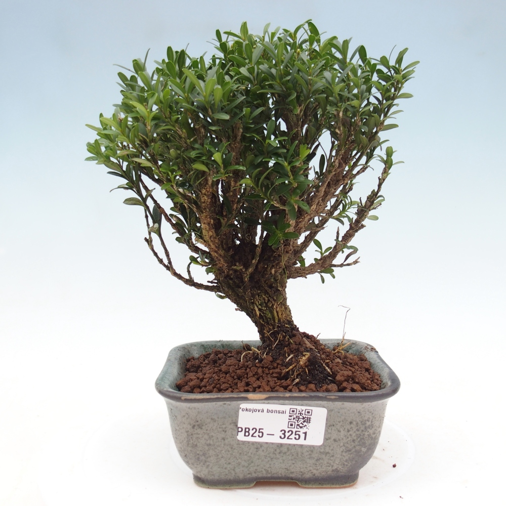 Zimmer Bonsai - Buxus harlandii - Korkbuxus