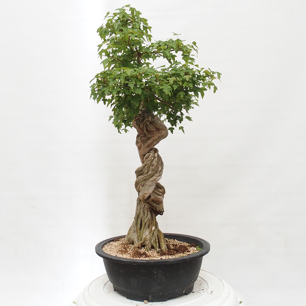 Bonsai im Freien - Ahorn Buergerianum - Burger Maple