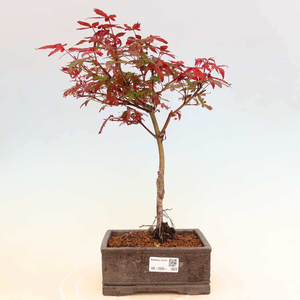 Bonsai für den Außenbereich – Palmenblättriger Ahorn – Acer palmatum „Berry Broom“ 