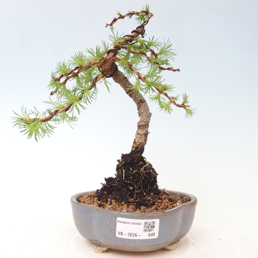 Bonsai für draußen - Larix Kaempferi - Japanische Lärche