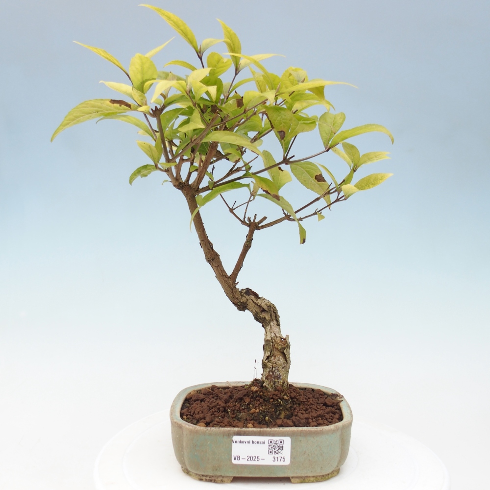 Bonsai im Freien - wunderschöne Pflanze - Callicarpa japonica