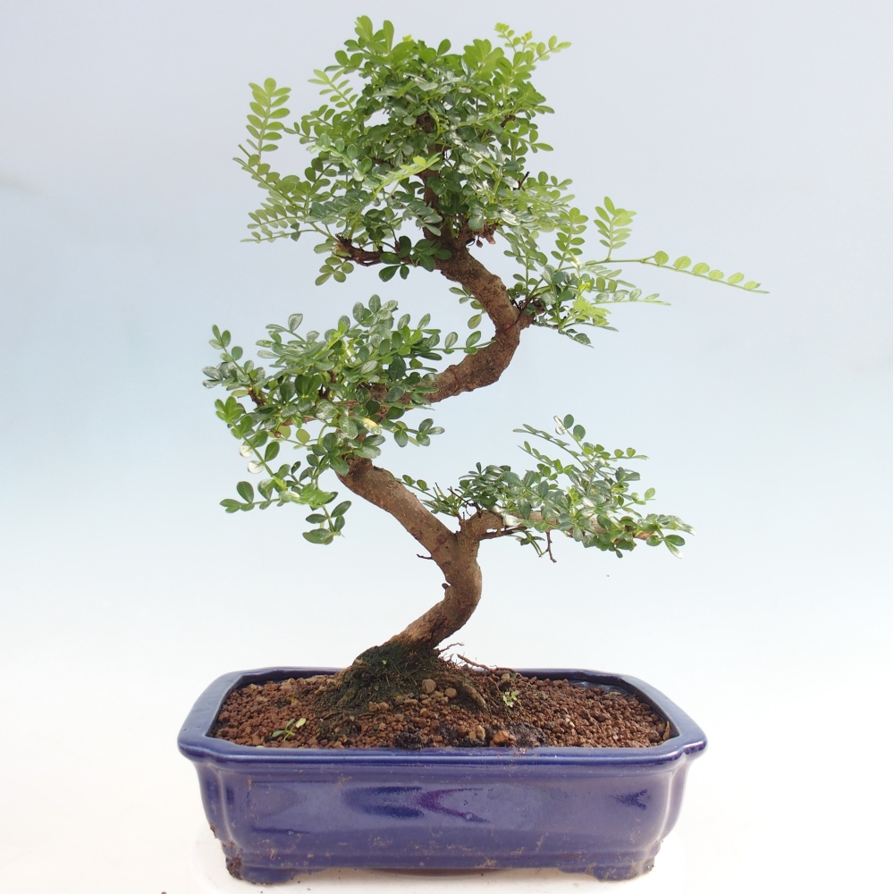 Zimmer Bonsai - Zantoxylum piperitum - Pfefferbaum