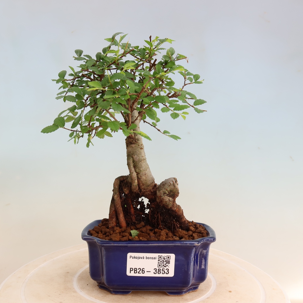 Zimmerbonsai - Ulmus parvifolia - Kleinblättrige Ulme