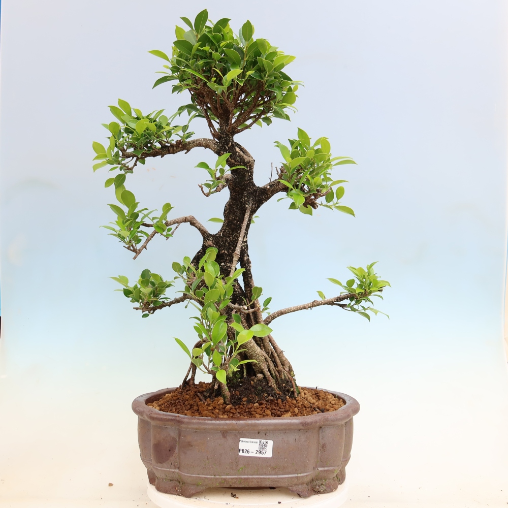 Zimmerbonsai - Ficus kimmen - Kleinblättriger Ficus