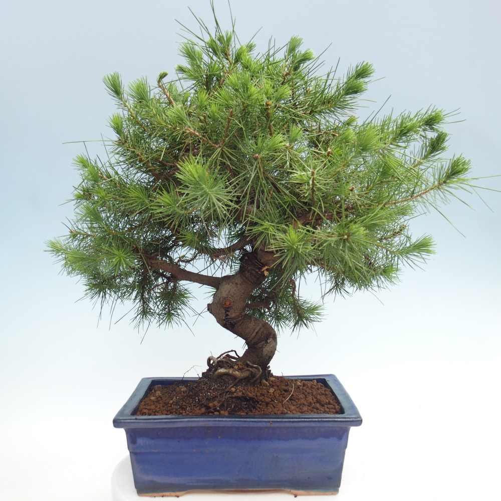 Zimmer Bonsai-Pinus halepensis-Kiefer von Aleppo