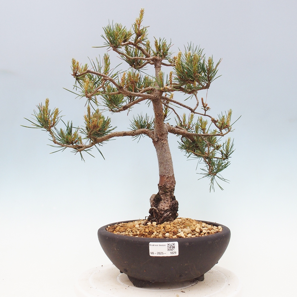 Bonsai im Freien - Pinus Sylvestris - Waldkiefer