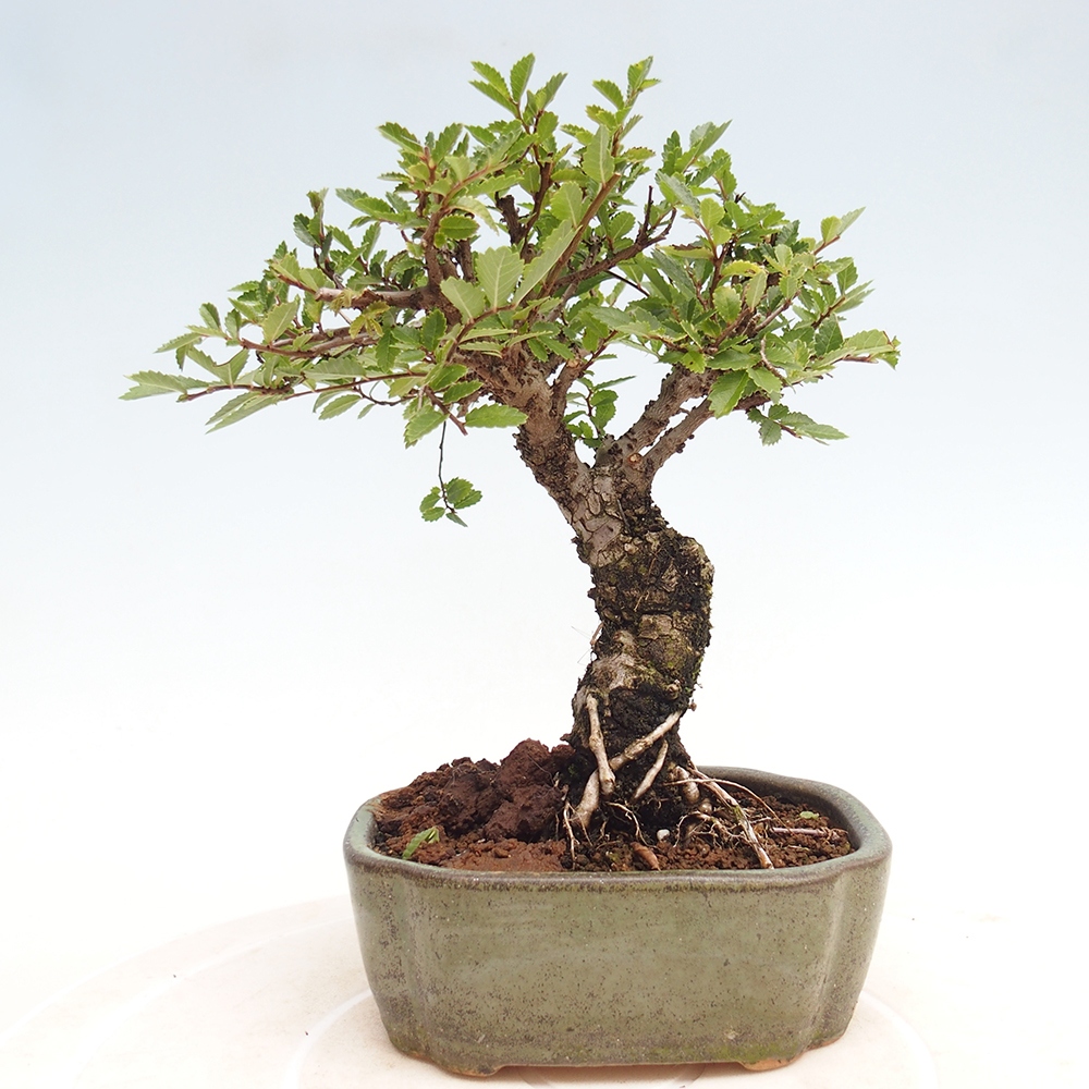 Bonsai im Freien - Zelkova - Zelkova NIRE