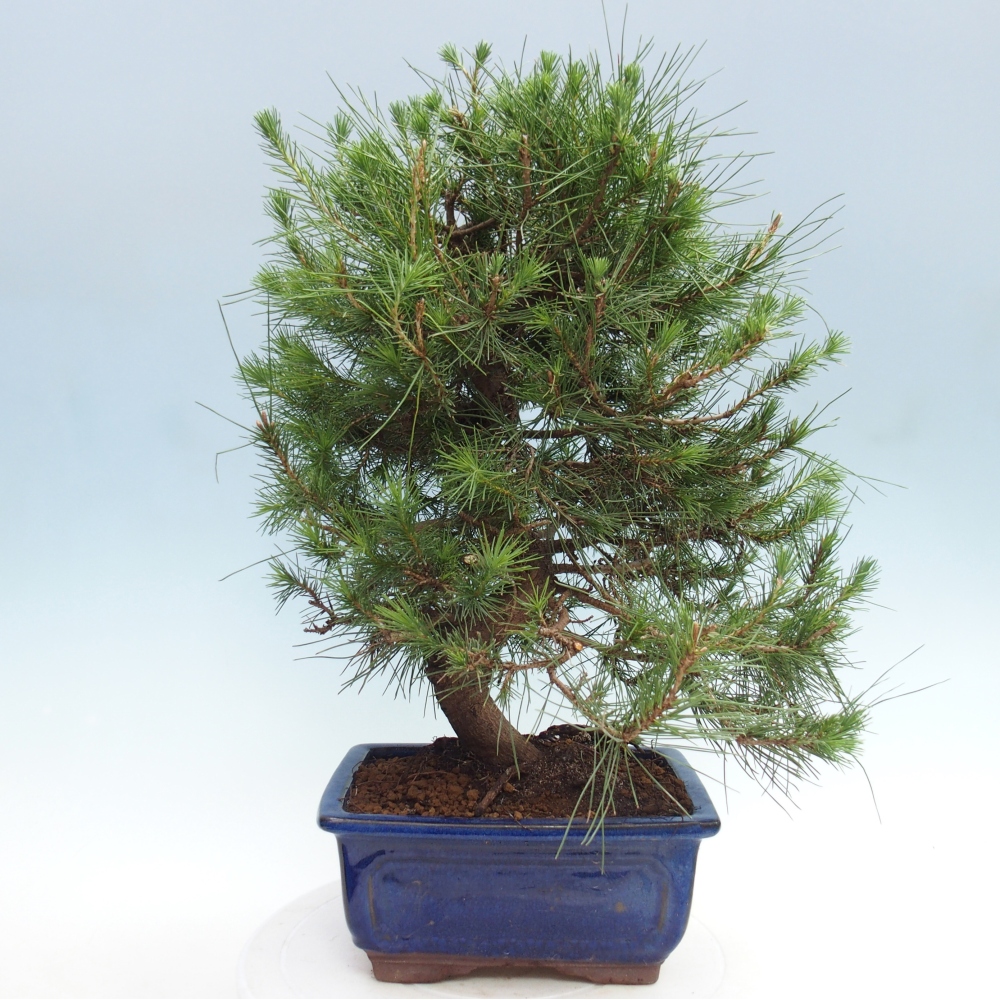Zimmer Bonsai-Pinus halepensis-Kiefer von Aleppo