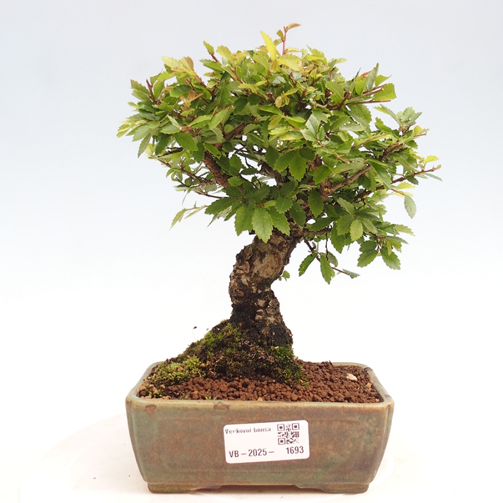 Bonsai im Freien - Zelkova - Zelkova NIRE