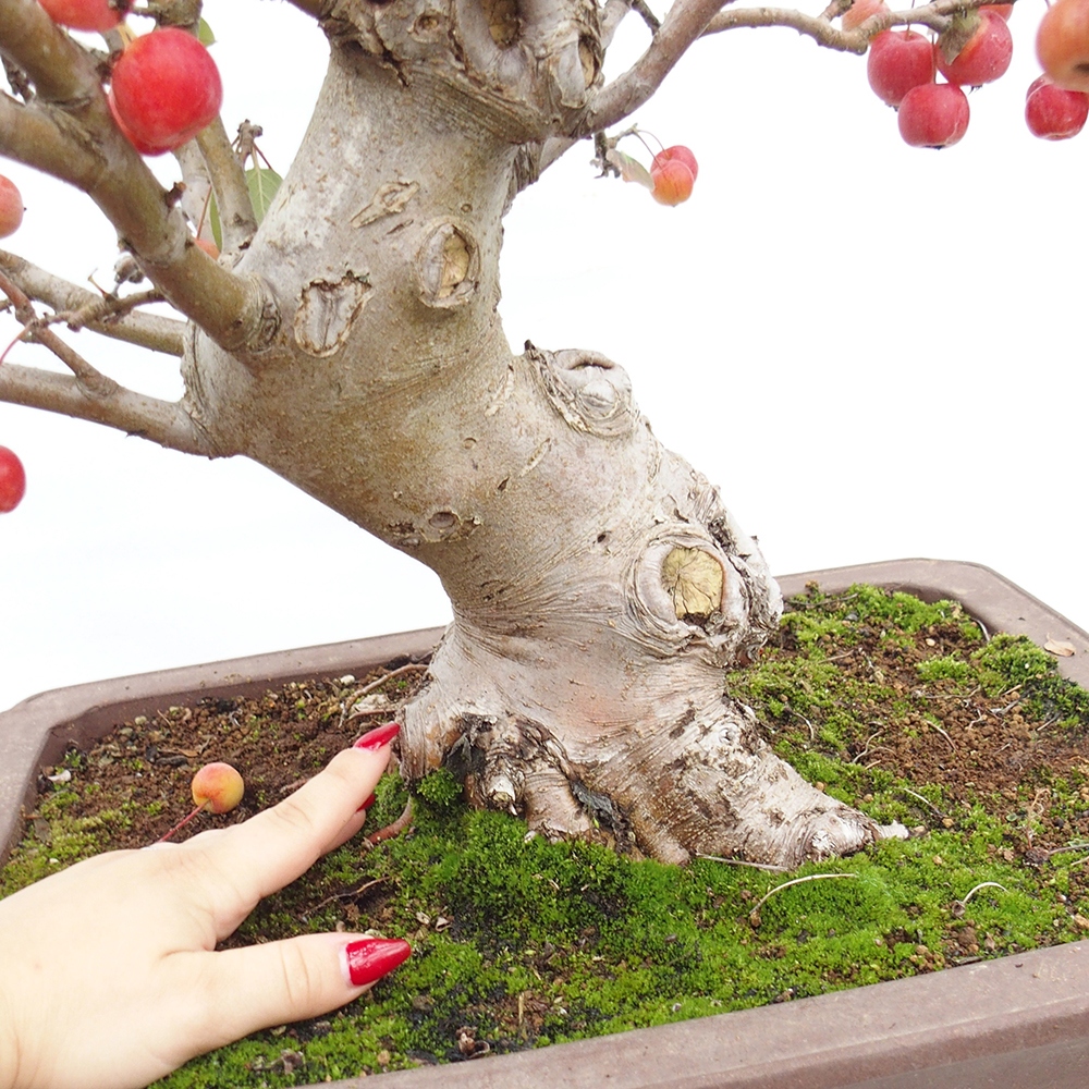 Bonsai im Freien - Malus halliana - Kleinfruchtiger Apfelbaum