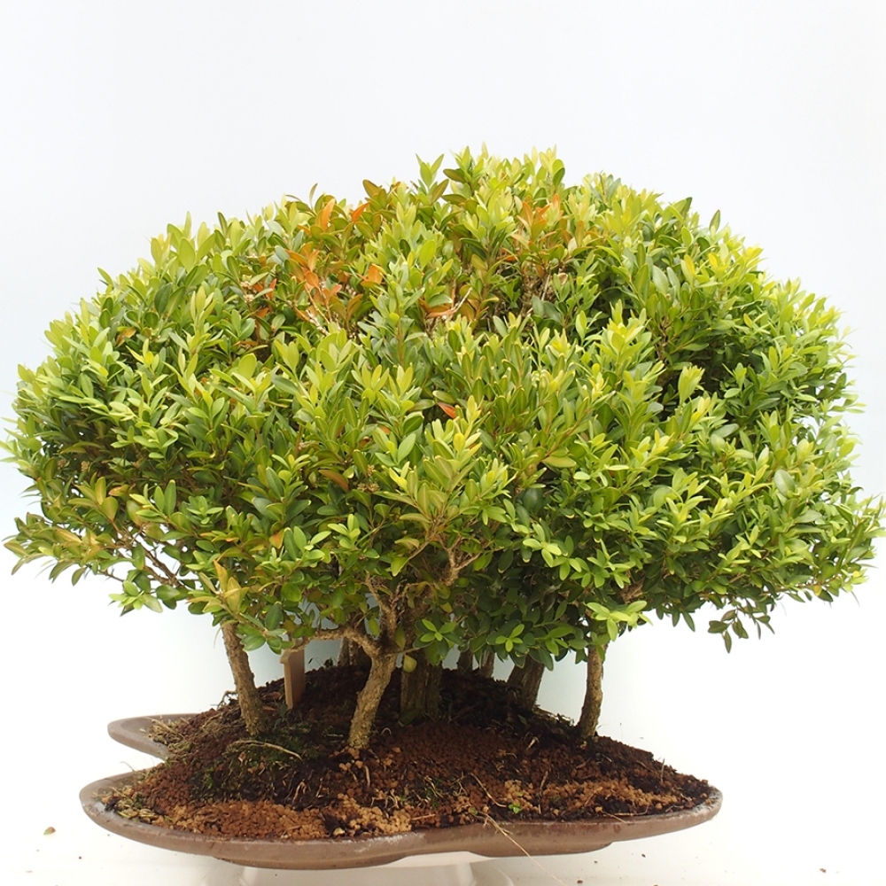 Outdoor-Bonsai - Buxus sempervirens - Buchsbaum