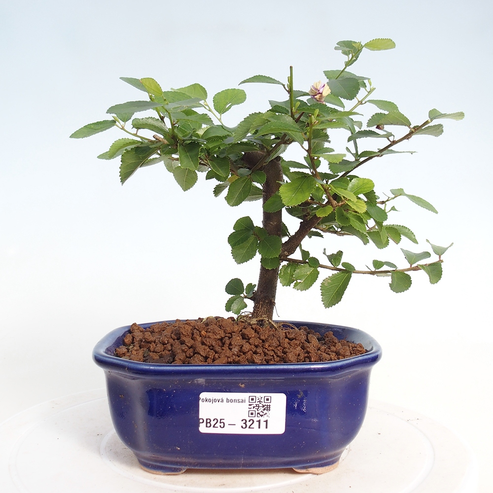 Zimmerbonsai - Grewia occidentalis - Lavendelstern