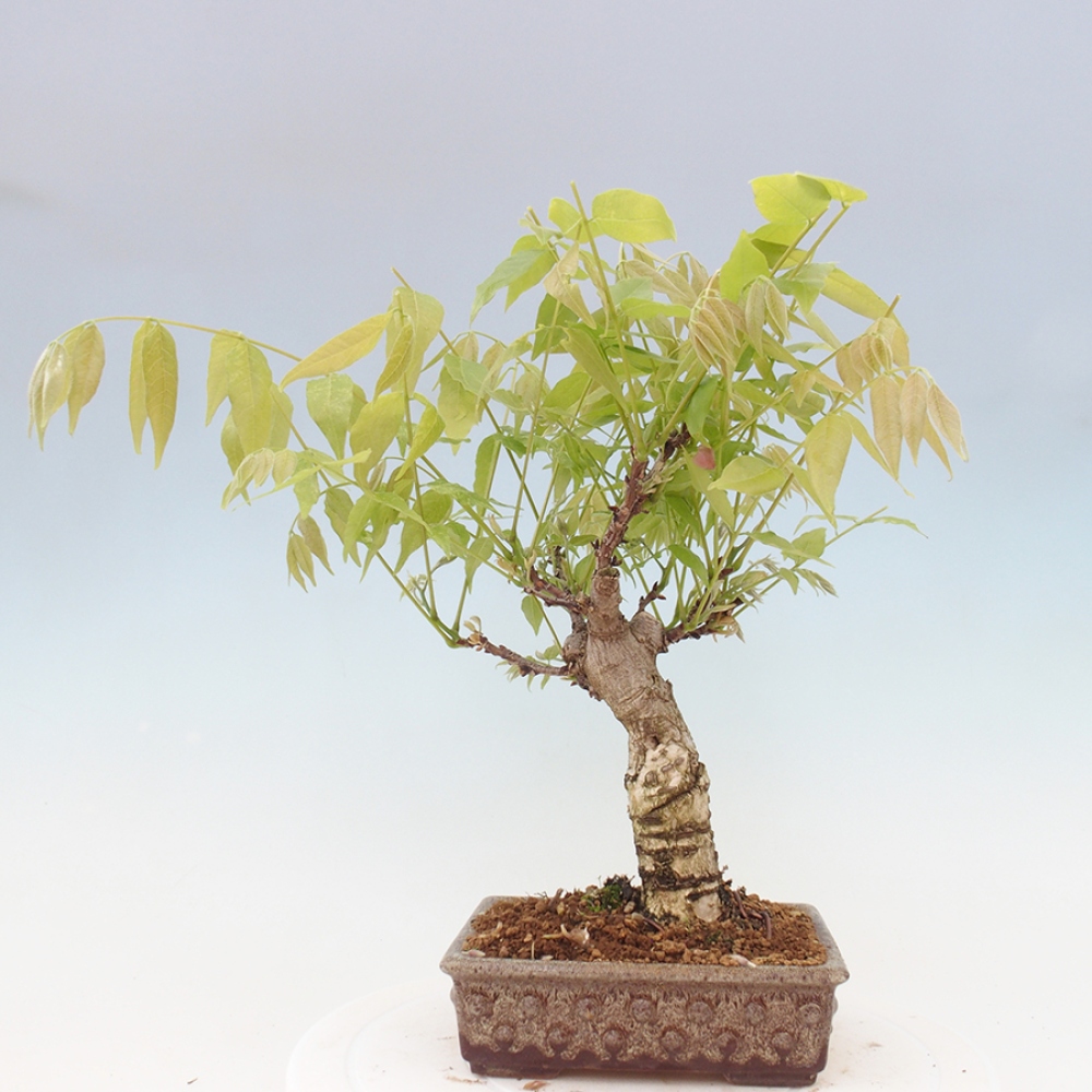 Bonsai im Freien - Wisteria floribunda - Wisteria floribunda
