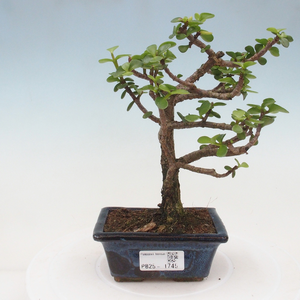 Zimmerbonsai - Portulakaria Afra - Tlustice
