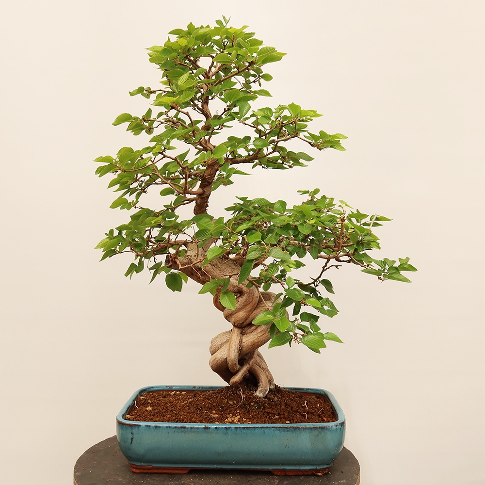 Bonsai im Freien - Carpinus Coreana - Koreanische Hainbuche