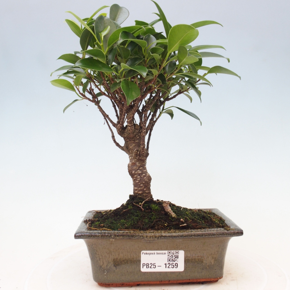 Zimmerbonsai - Ficus retusa - kleinblättriger Ficus