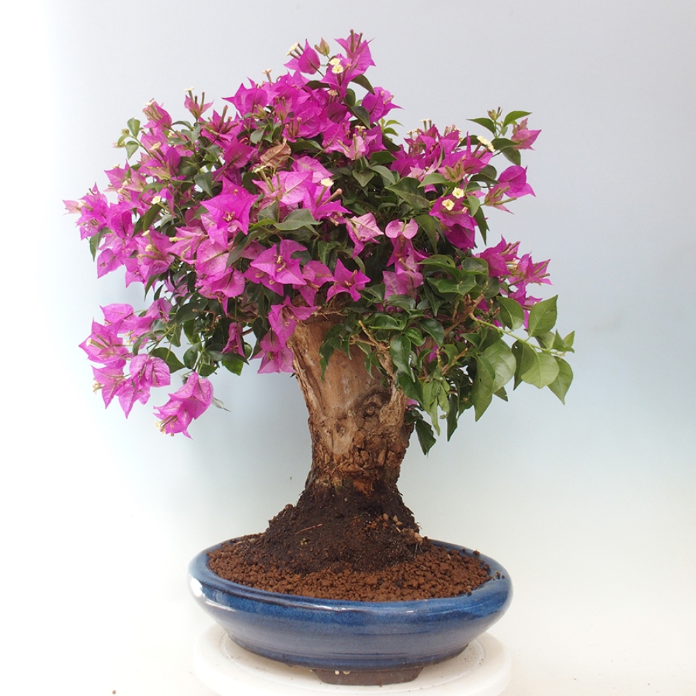 Indoor Bonsai - Bouganwilea