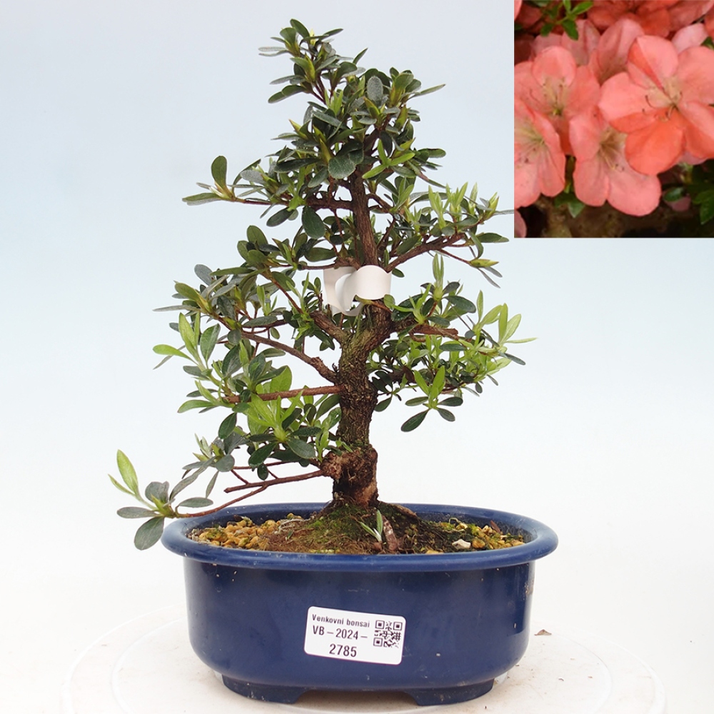 Bonsai im Freien - Japanische Azalee - Azalea Asazakura