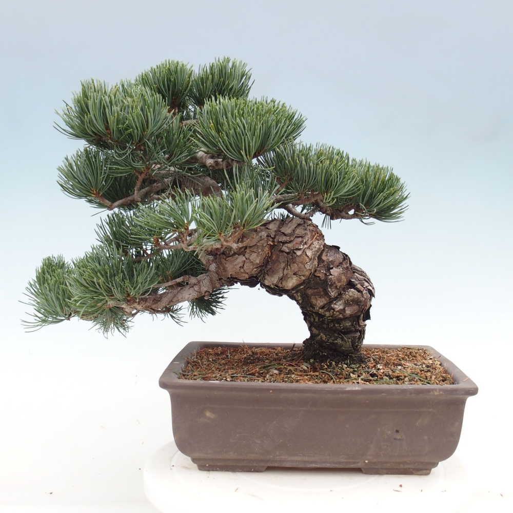 Bonsai im Freien - Pinus parviflora - kleine Kiefer