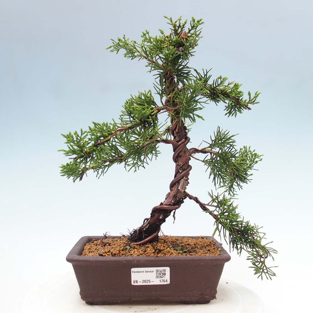 Bonsai im Freien - Juniperus chinensis Kishu - Chinesischer Wacholder